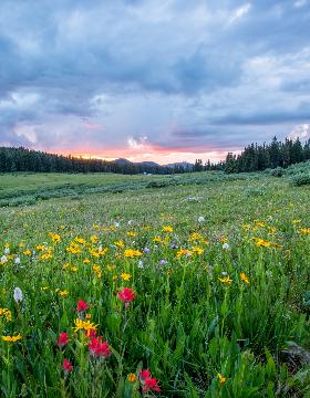 Man sieht einen Hang mit einer bunten Blumenwiese; weiter im Hintergrund den Himmel in Sonnenuntergangsstimmung