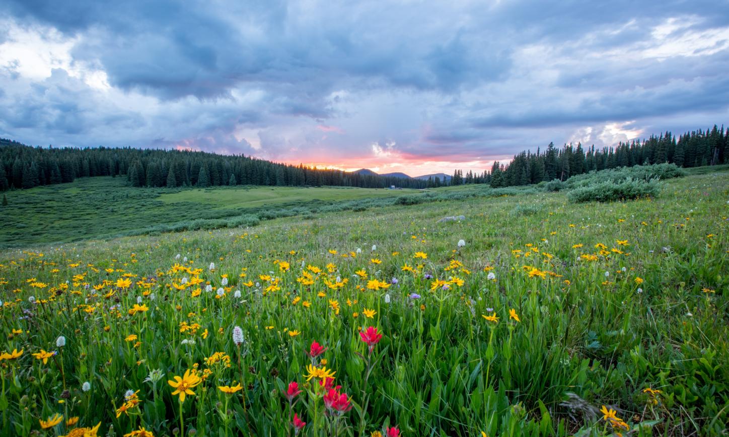 Man sieht einen Hang mit einer bunten Blumenwiese; weiter im Hintergrund den Himmel in Sonnenuntergangsstimmung