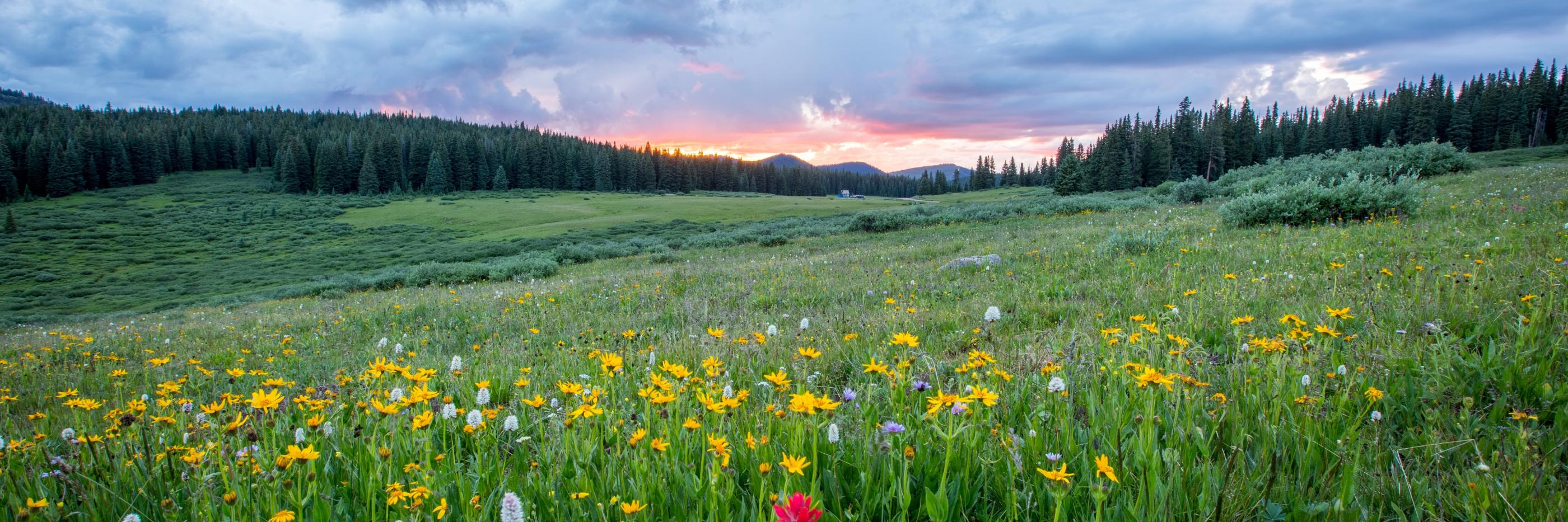 Man sieht einen Hang mit einer bunten Blumenwiese; weiter im Hintergrund den Himmel in Sonnenuntergangsstimmung