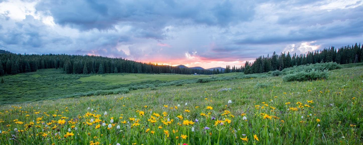 Man sieht einen Hang mit einer bunten Blumenwiese; weiter im Hintergrund den Himmel in Sonnenuntergangsstimmung