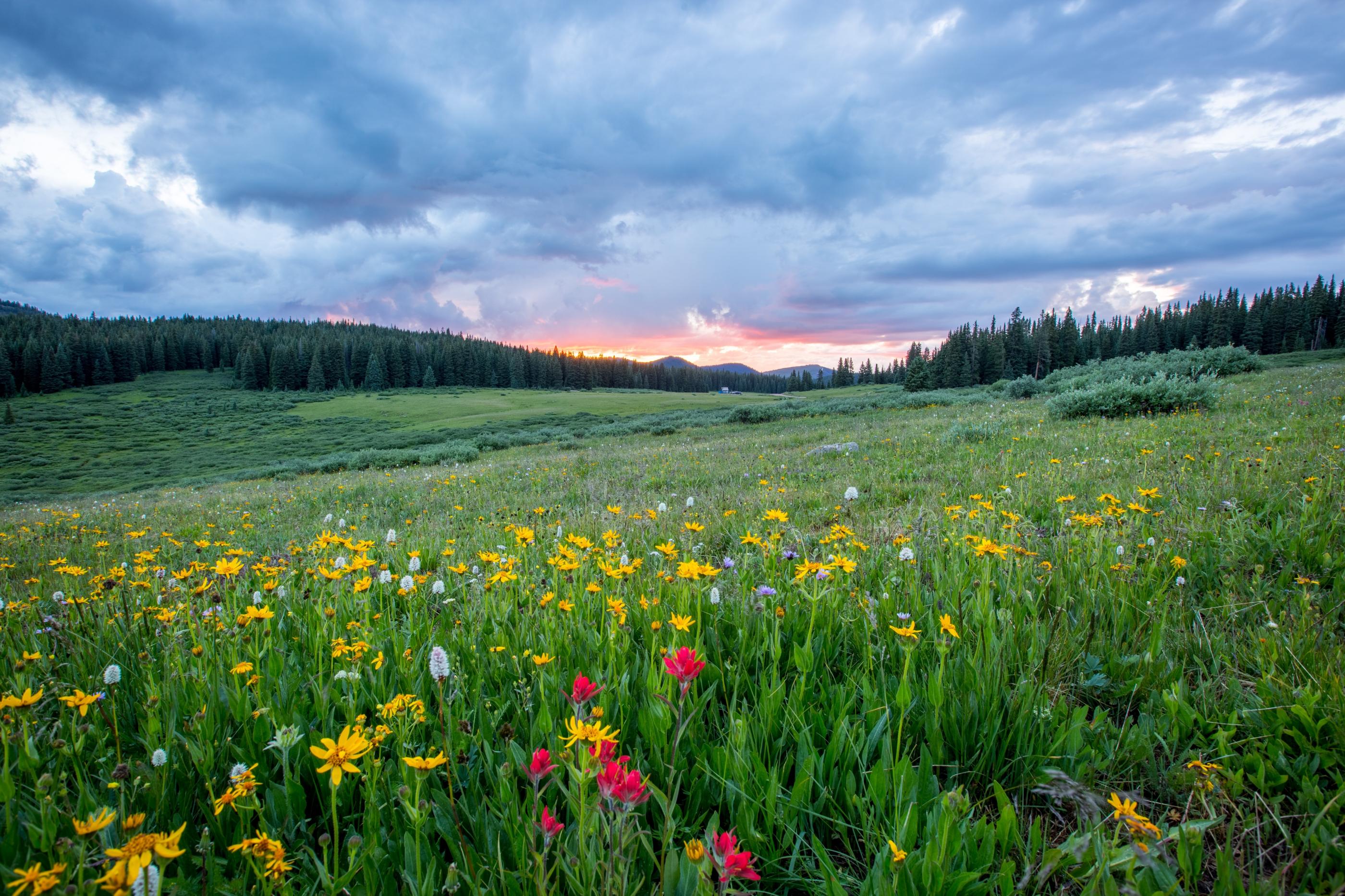 Man sieht einen Hang mit einer bunten Blumenwiese; weiter im Hintergrund den Himmel in Sonnenuntergangsstimmung