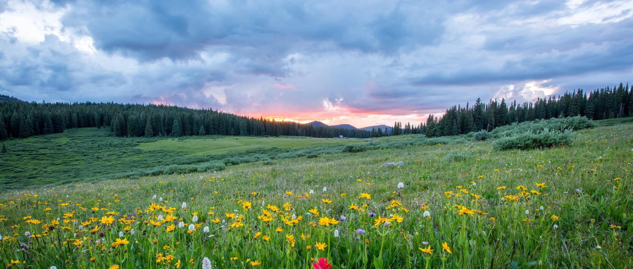 Man sieht einen Hang mit einer bunten Blumenwiese; weiter im Hintergrund den Himmel in Sonnenuntergangsstimmung