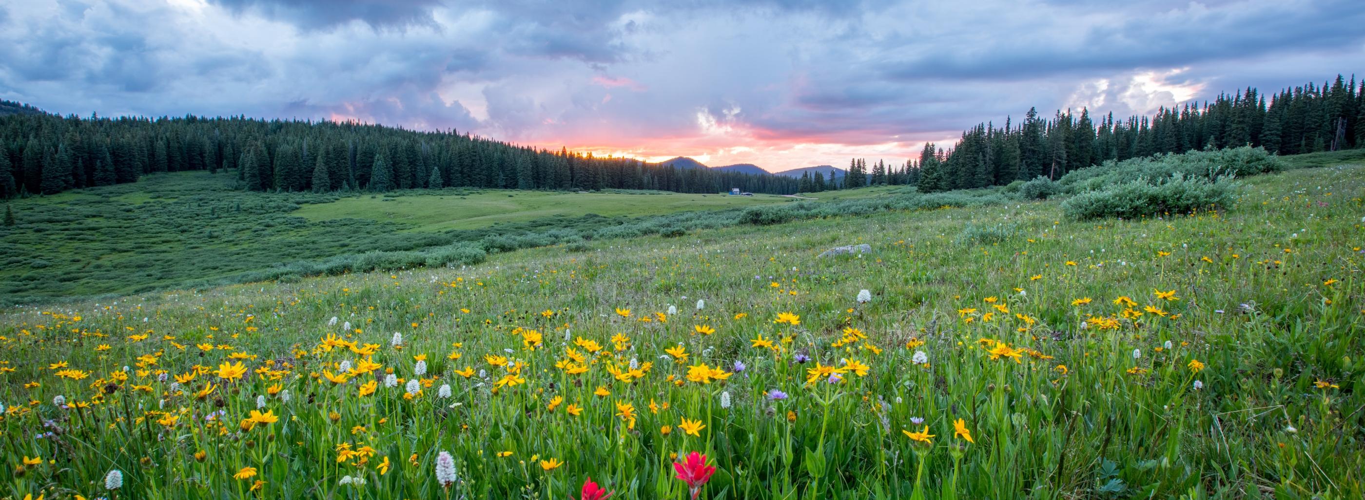 Man sieht einen Hang mit einer bunten Blumenwiese; weiter im Hintergrund den Himmel in Sonnenuntergangsstimmung