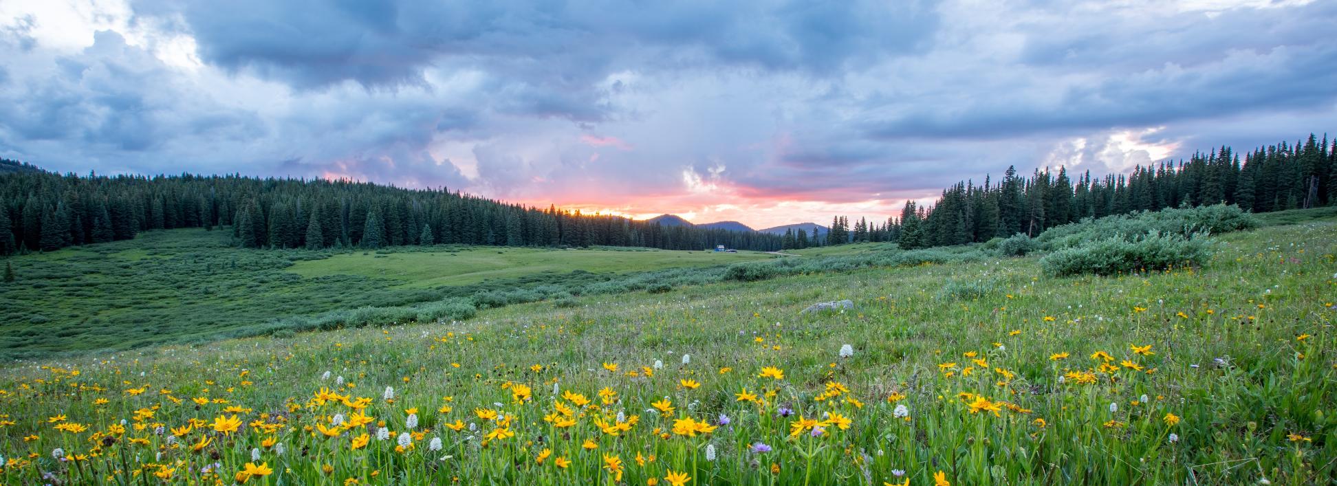 Man sieht einen Hang mit einer bunten Blumenwiese; weiter im Hintergrund den Himmel in Sonnenuntergangsstimmung