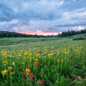 Man sieht einen Hang mit einer bunten Blumenwiese; weiter im Hintergrund den Himmel in Sonnenuntergangsstimmung