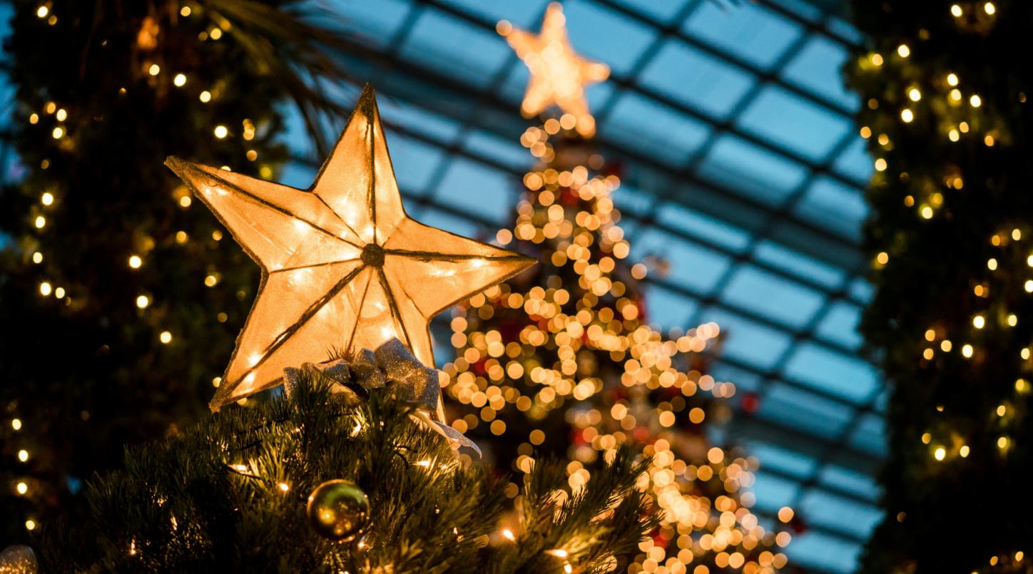 Man sieht im Hintergrund beleuchtete Weihnachtsbäume - im Vordergrund leuchtet ein Stern auf einem Tannenbaum