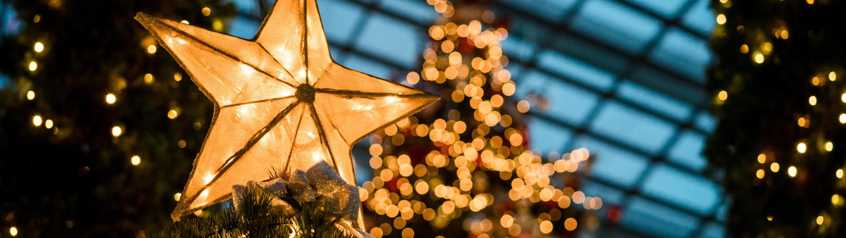 Man sieht im Hintergrund beleuchtete Weihnachtsbäume - im Vordergrund leuchtet ein Stern auf einem Tannenbaum