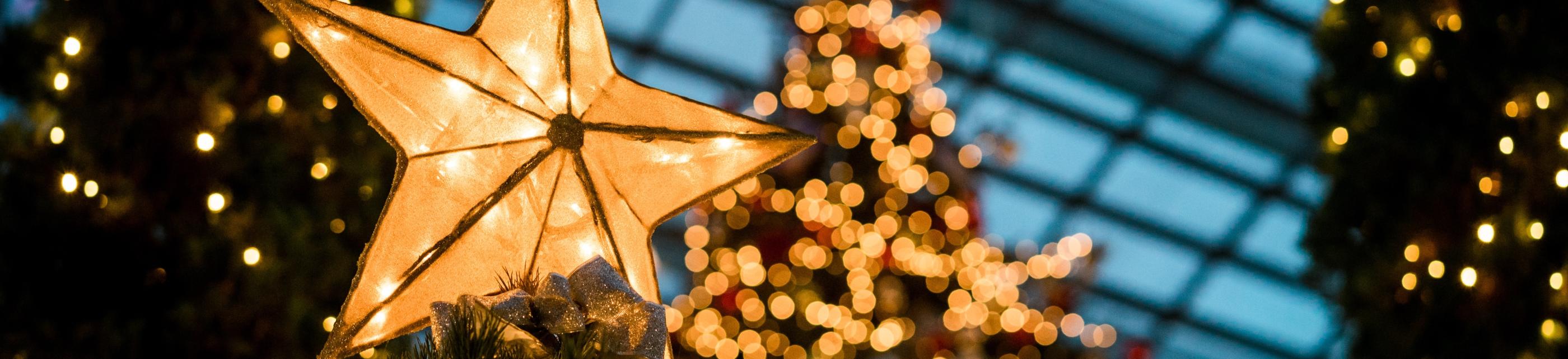 Man sieht im Hintergrund beleuchtete Weihnachtsbäume - im Vordergrund leuchtet ein Stern auf einem Tannenbaum