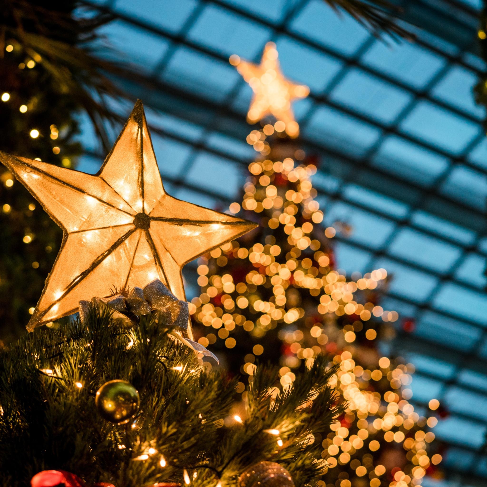 Man sieht im Hintergrund beleuchtete Weihnachtsbäume - im Vordergrund leuchtet ein Stern auf einem Tannenbaum