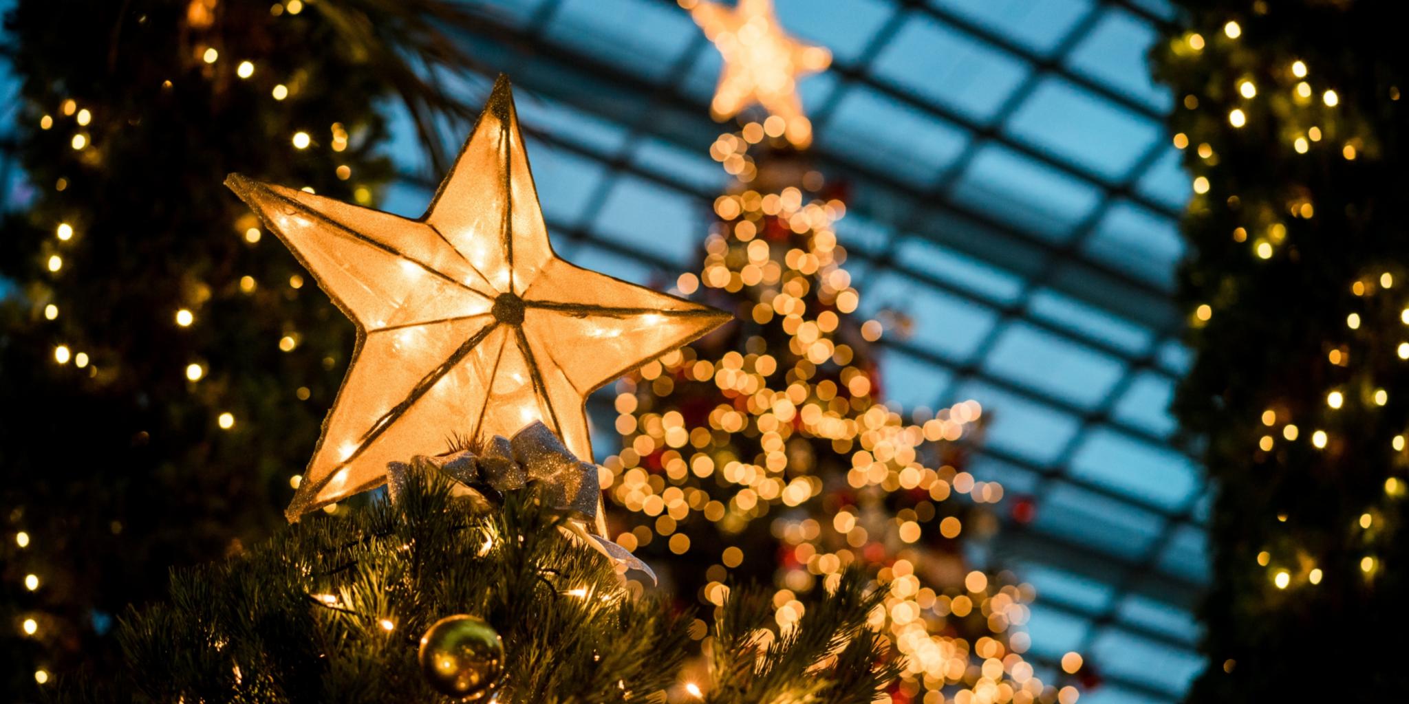 Man sieht im Hintergrund beleuchtete Weihnachtsbäume - im Vordergrund leuchtet ein Stern auf einem Tannenbaum