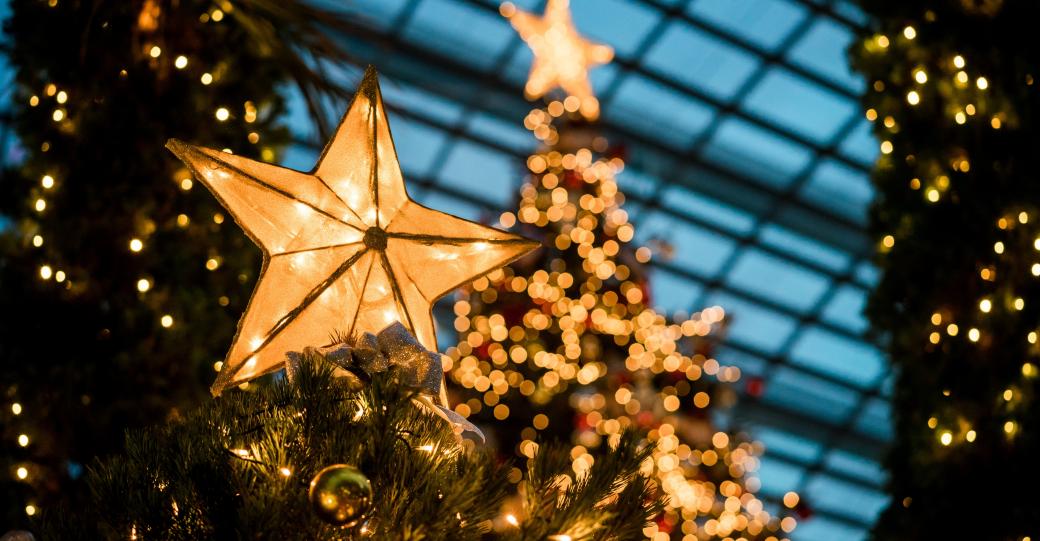 Man sieht im Hintergrund beleuchtete Weihnachtsbäume - im Vordergrund leuchtet ein Stern auf einem Tannenbaum