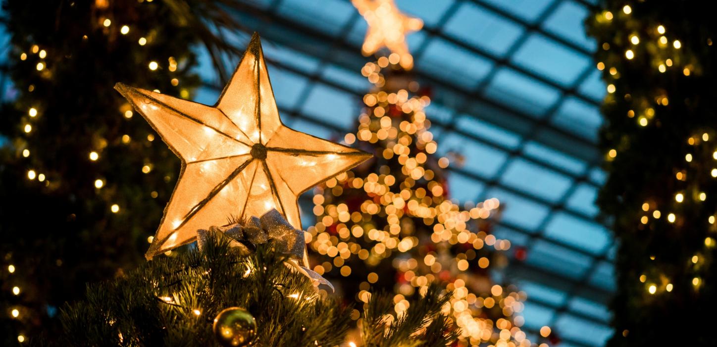 Man sieht im Hintergrund beleuchtete Weihnachtsbäume - im Vordergrund leuchtet ein Stern auf einem Tannenbaum