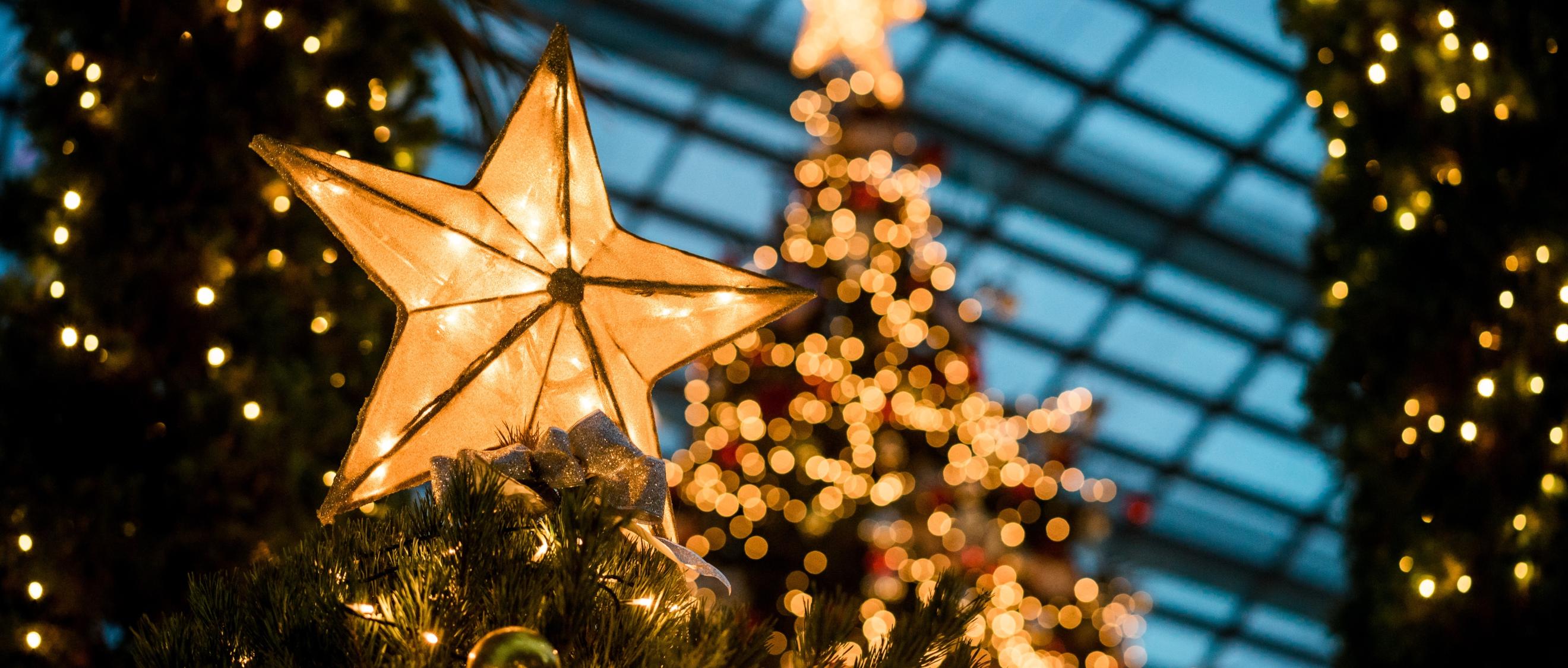 Man sieht im Hintergrund beleuchtete Weihnachtsbäume - im Vordergrund leuchtet ein Stern auf einem Tannenbaum