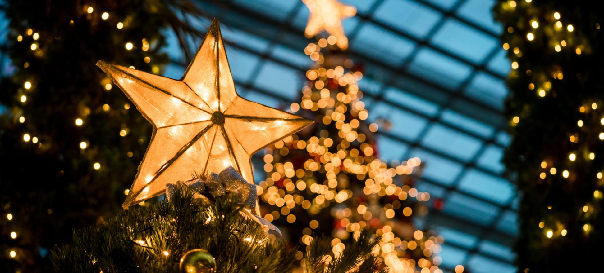 Man sieht im Hintergrund beleuchtete Weihnachtsbäume - im Vordergrund leuchtet ein Stern auf einem Tannenbaum