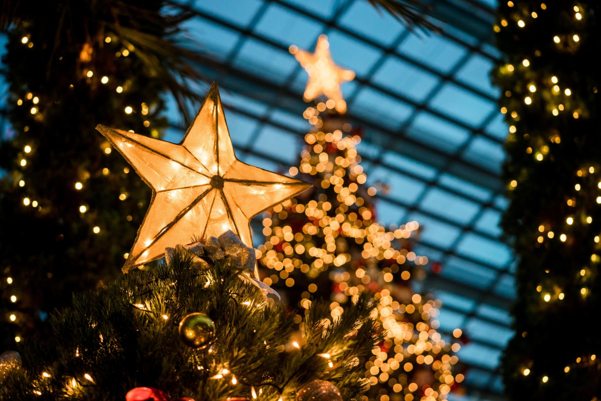 Man sieht im Hintergrund beleuchtete Weihnachtsbäume - im Vordergrund leuchtet ein Stern auf einem Tannenbaum