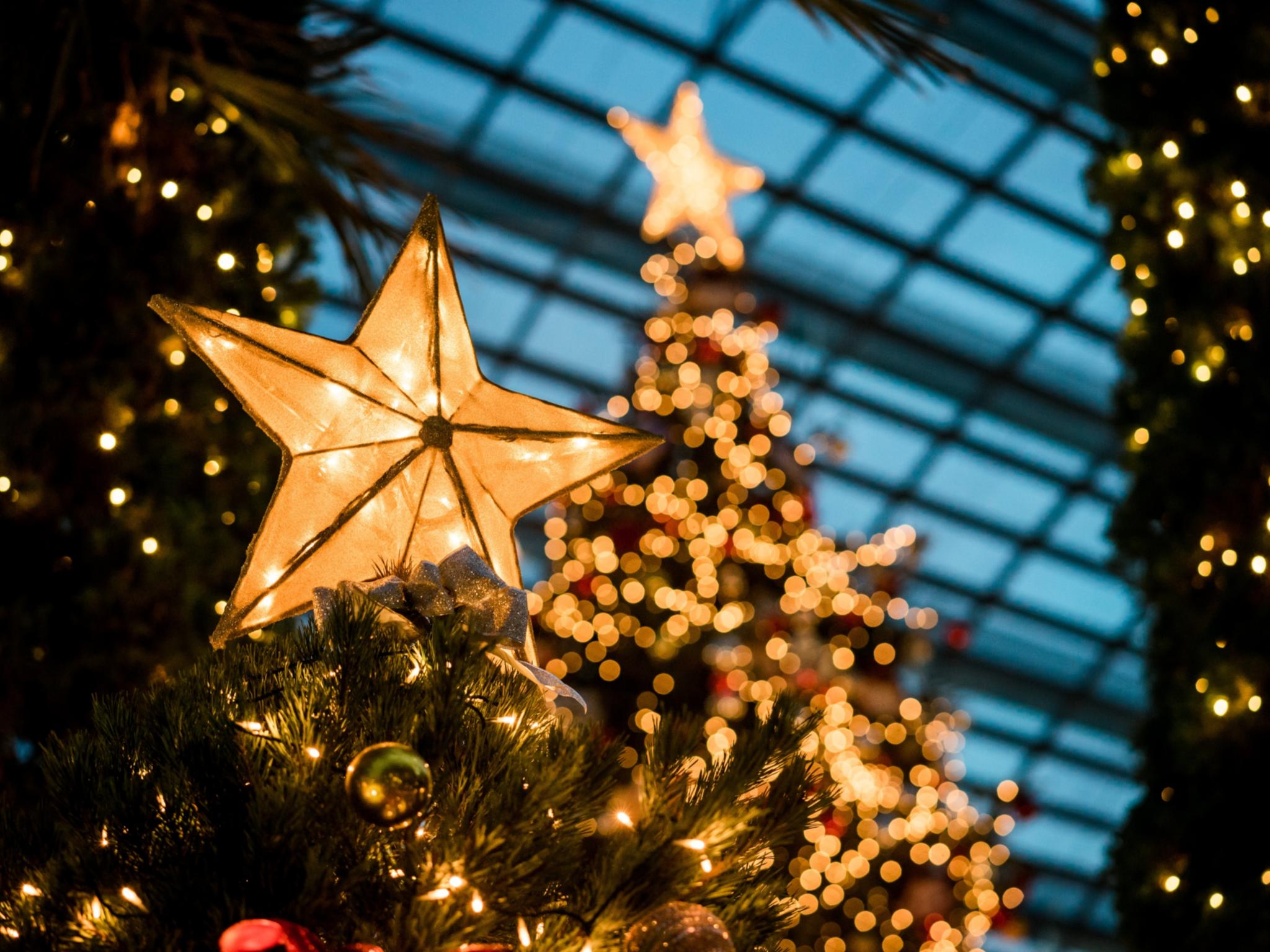 Man sieht im Hintergrund beleuchtete Weihnachtsbäume - im Vordergrund leuchtet ein Stern auf einem Tannenbaum