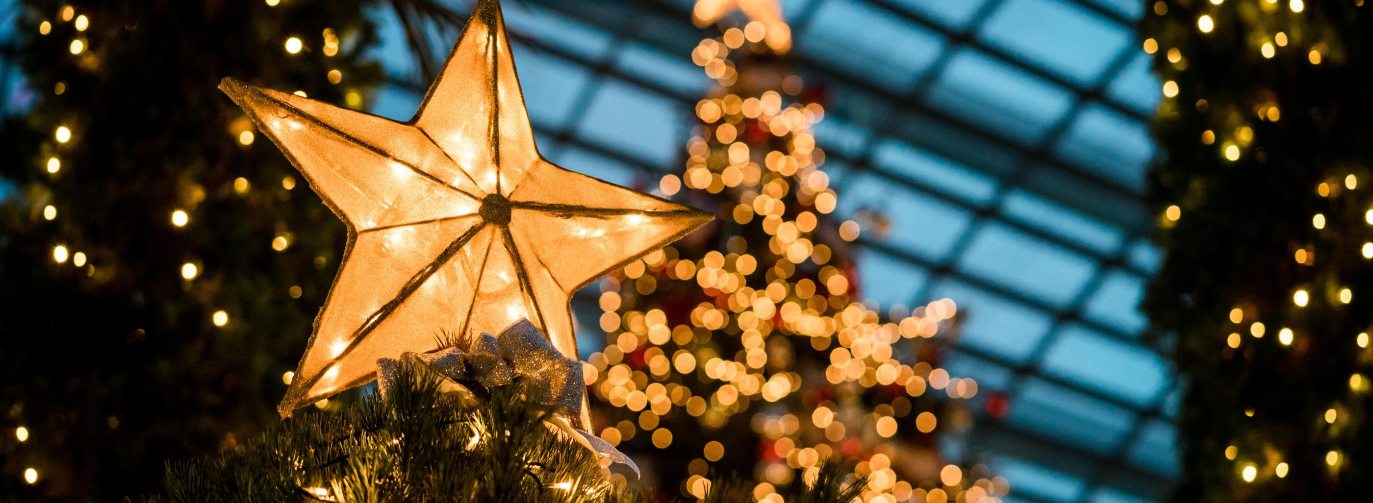 Man sieht im Hintergrund beleuchtete Weihnachtsbäume - im Vordergrund leuchtet ein Stern auf einem Tannenbaum