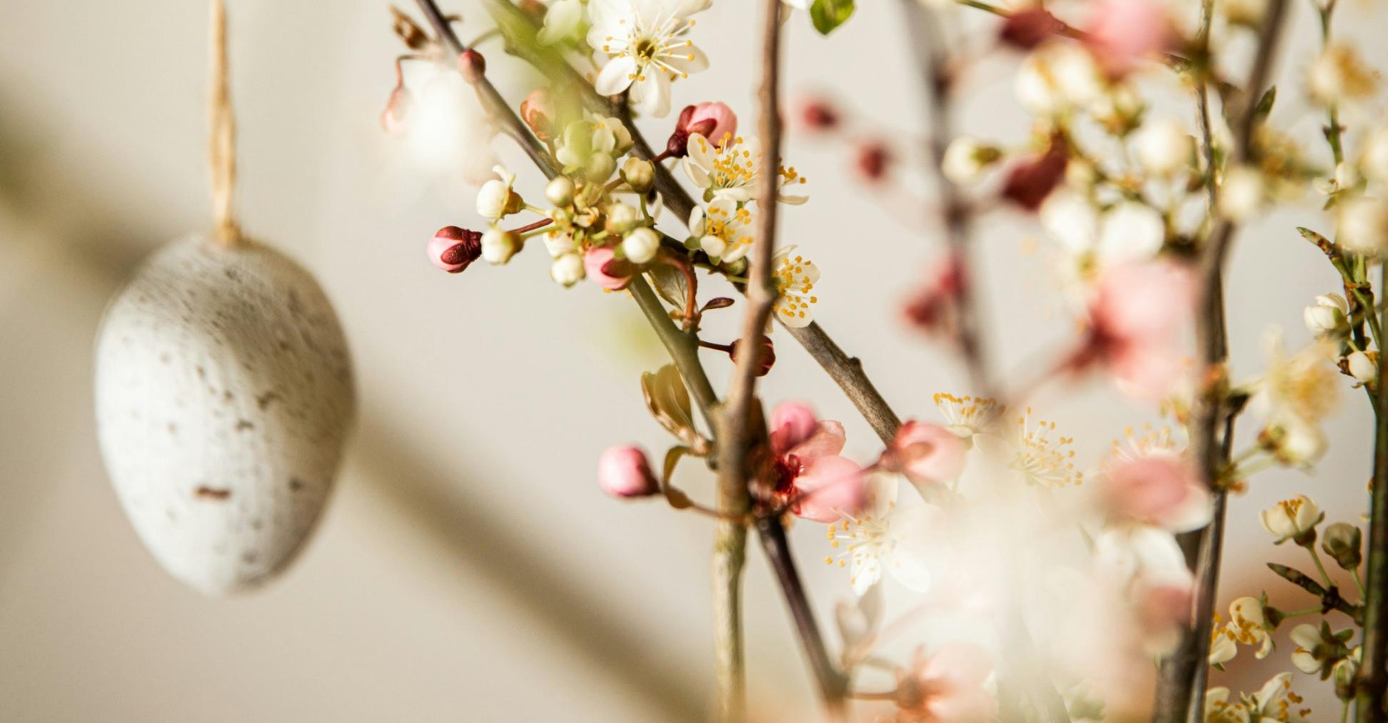Osterstrauch mit weißen und rosanen Blüten und Ostereiern