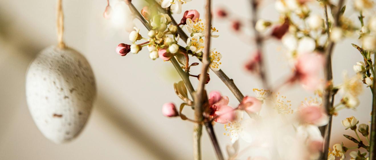 Osterstrauch mit weißen und rosanen Blüten und Ostereiern