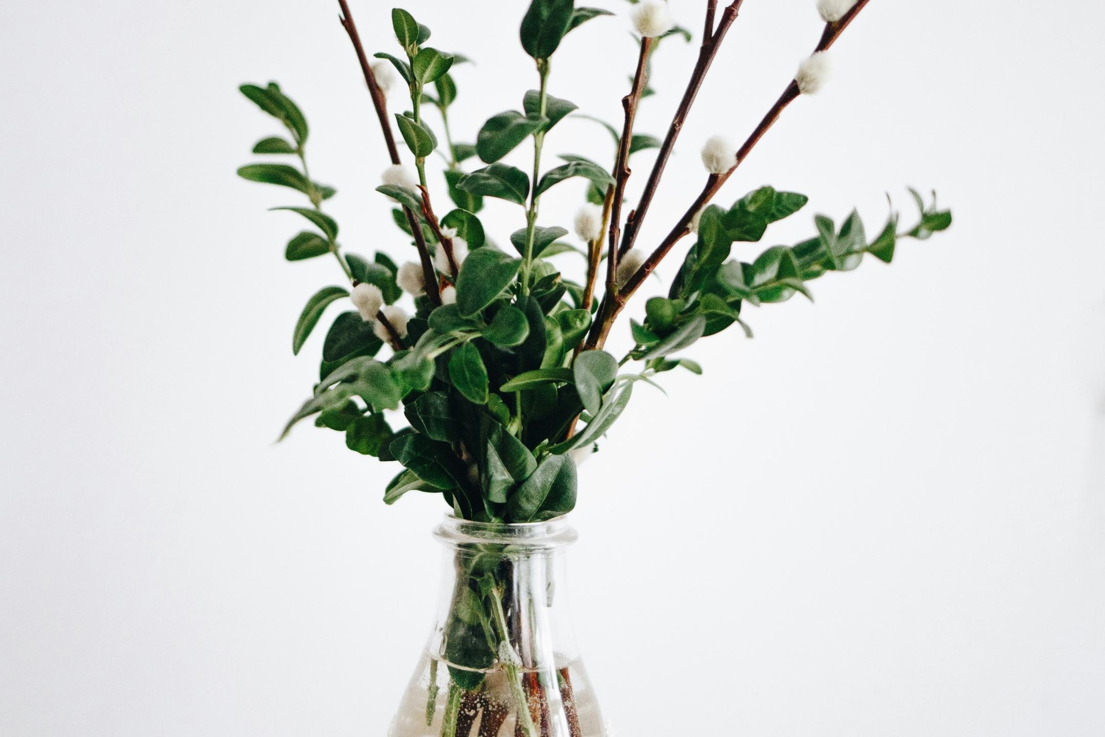 Eine Hand hält eine Vase, in der Zweige eines Buchsbaums und Weidekätzchen sind