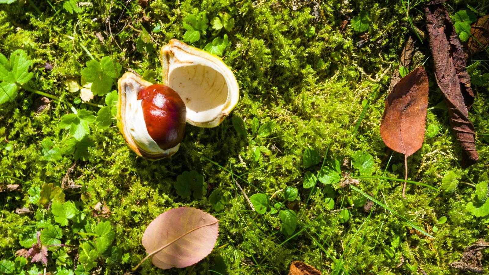 Blick von oben auf einen mossbedeckten Boden. Eine geöffnete Kastanie umgeben von einigen welken Blättern liegt drauf.