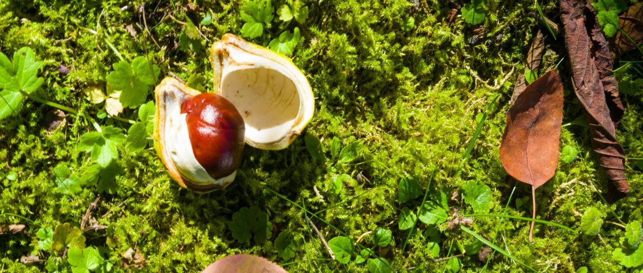 Blick von oben auf einen mossbedeckten Boden. Eine geöffnete Kastanie umgeben von einigen welken Blättern liegt drauf.