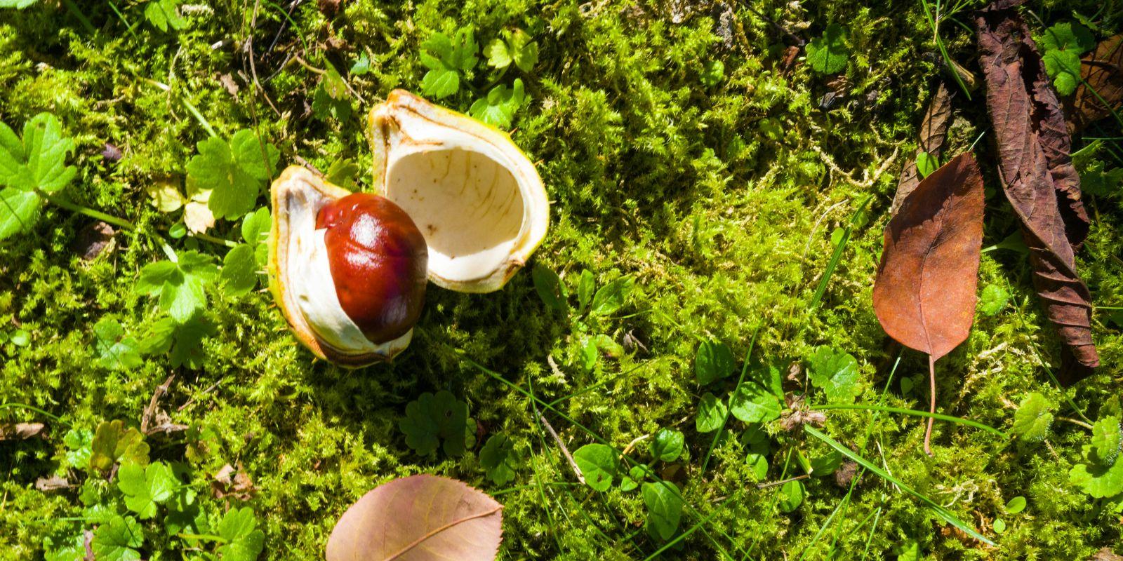 Blick von oben auf einen mossbedeckten Boden. Eine geöffnete Kastanie umgeben von einigen welken Blättern liegt drauf.