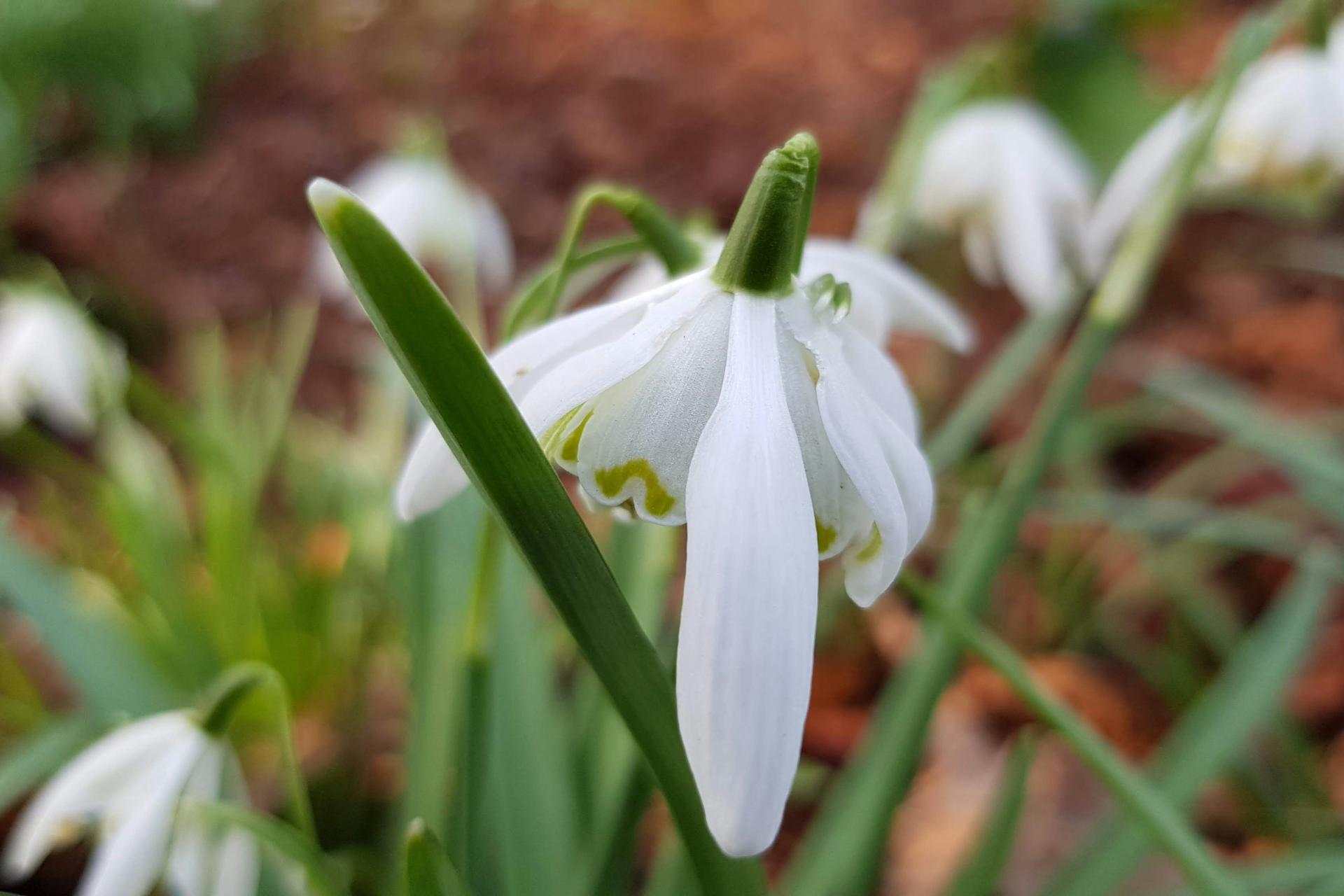 Nahaufnahme eines Schneeglöckchens