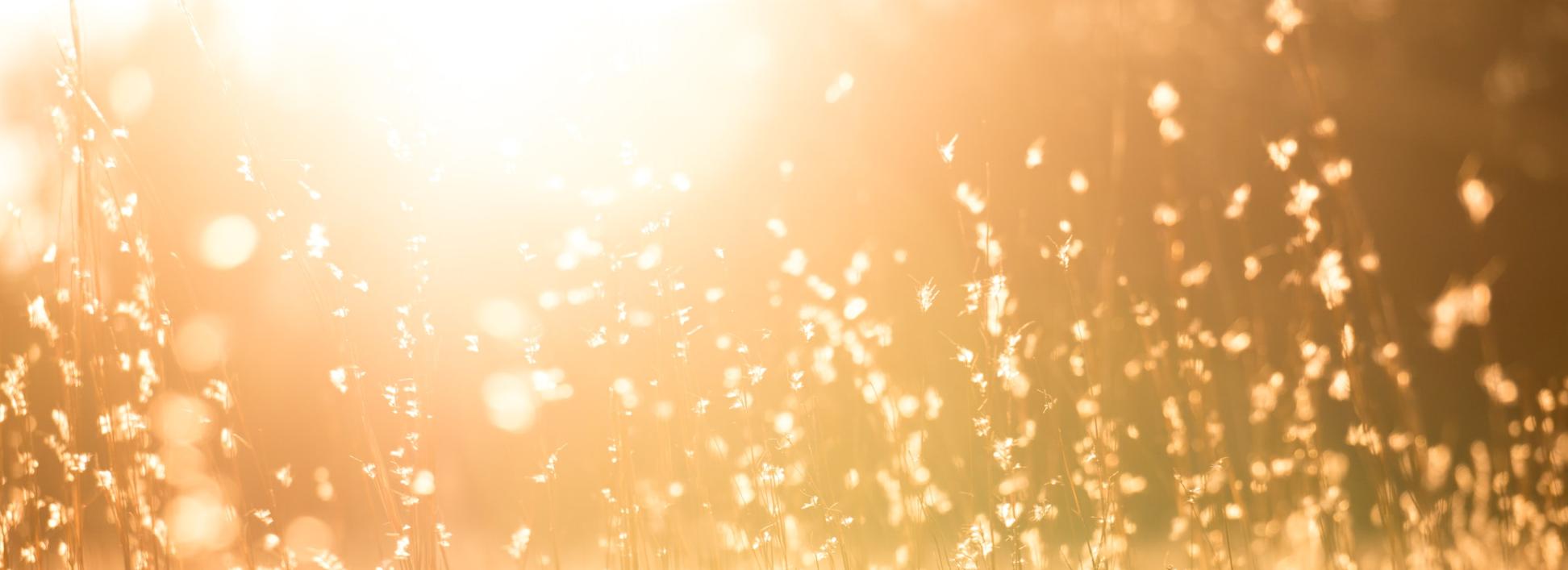 Man sieht eine Sommerwiese mit hohen Gräsern in warmem Gegenlicht