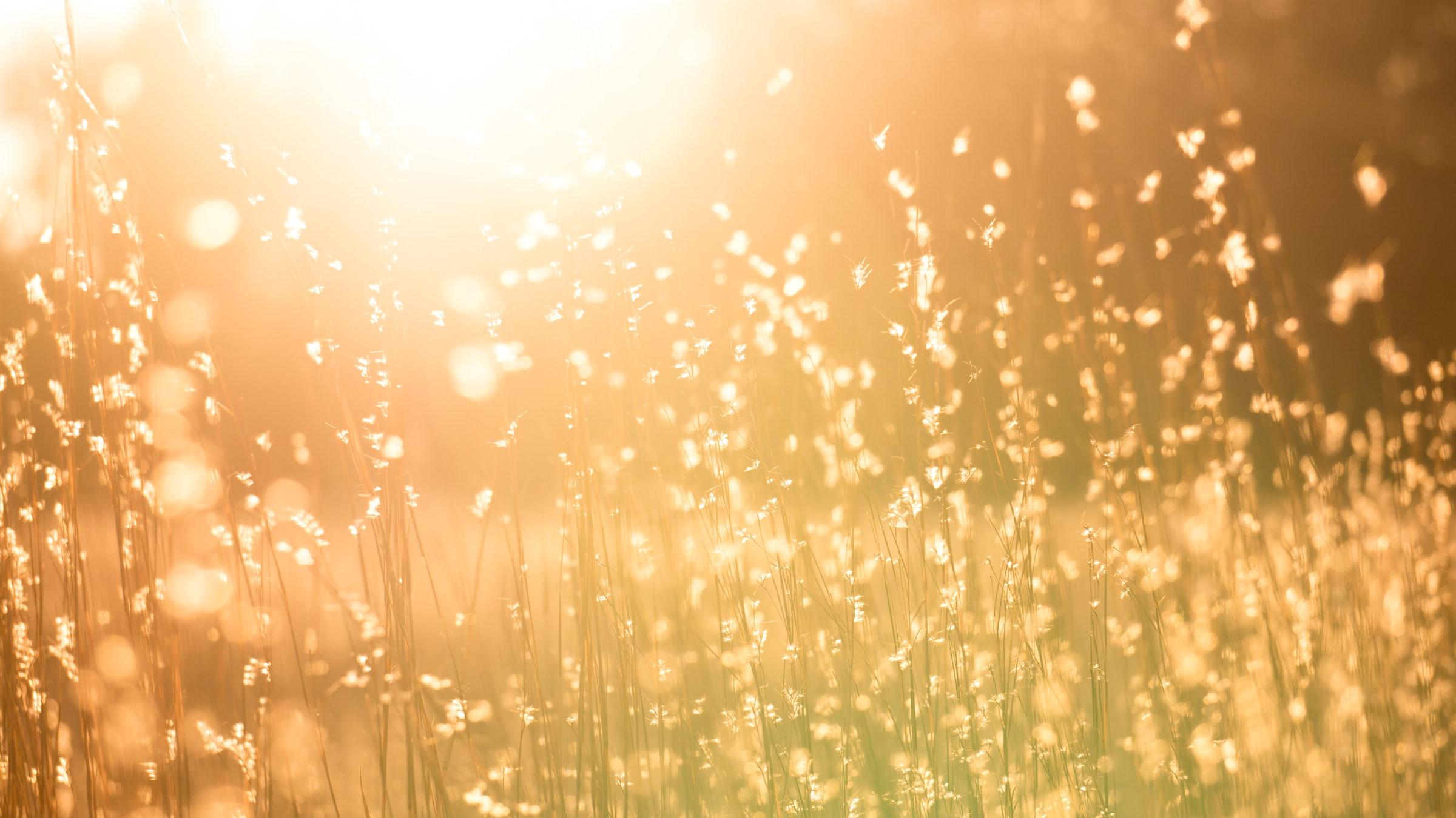 Man sieht eine Sommerwiese mit hohen Gräsern in warmem Gegenlicht