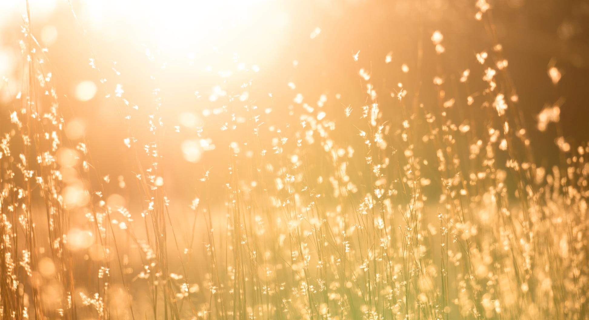 Man sieht eine Sommerwiese mit hohen Gräsern in warmem Gegenlicht