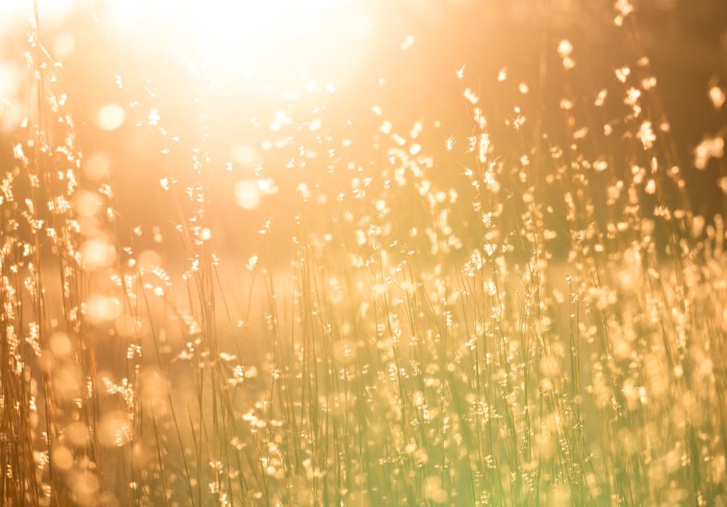 Man sieht eine Sommerwiese mit hohen Gräsern in warmem Gegenlicht