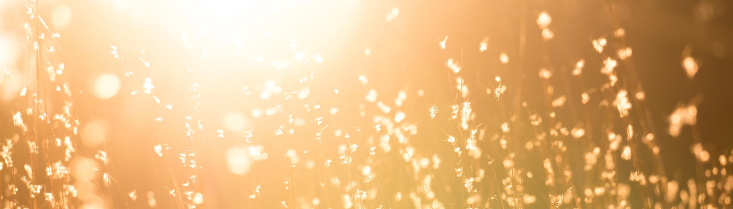 Man sieht eine Sommerwiese mit hohen Gräsern in warmem Gegenlicht