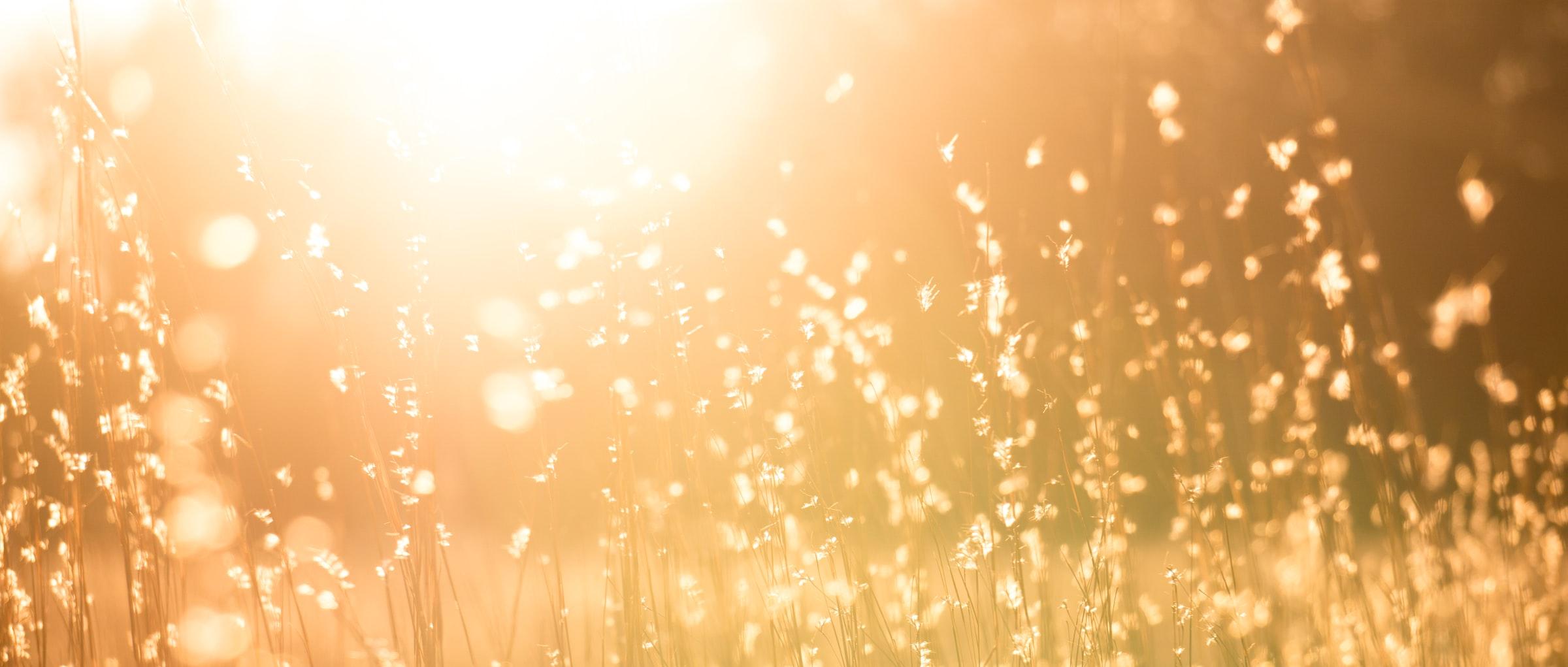 Man sieht eine Sommerwiese mit hohen Gräsern in warmem Gegenlicht