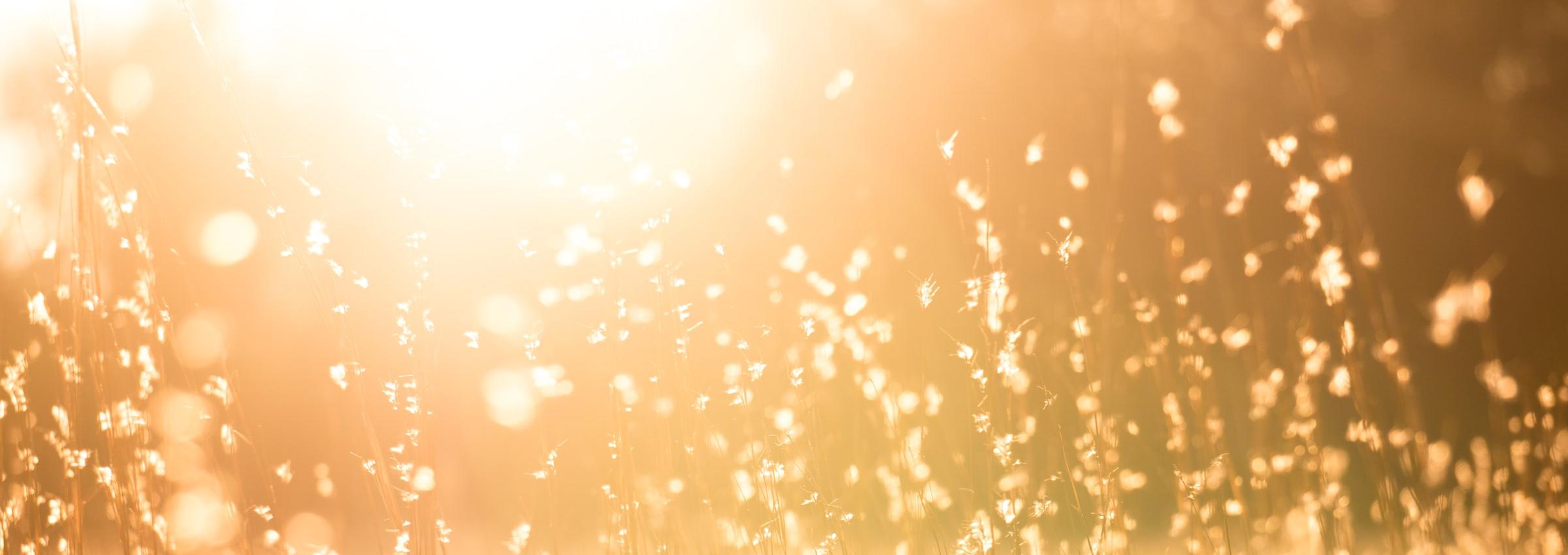 Man sieht eine Sommerwiese mit hohen Gräsern in warmem Gegenlicht