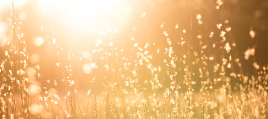 Man sieht eine Sommerwiese mit hohen Gräsern in warmem Gegenlicht