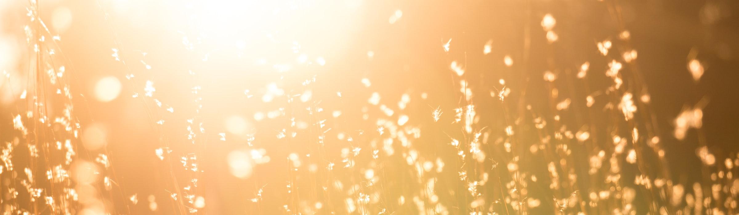 Man sieht eine Sommerwiese mit hohen Gräsern in warmem Gegenlicht