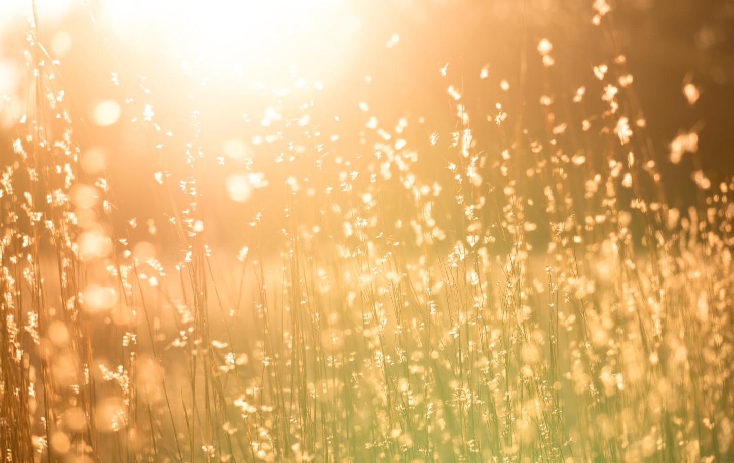 Man sieht eine Sommerwiese mit hohen Gräsern in warmem Gegenlicht
