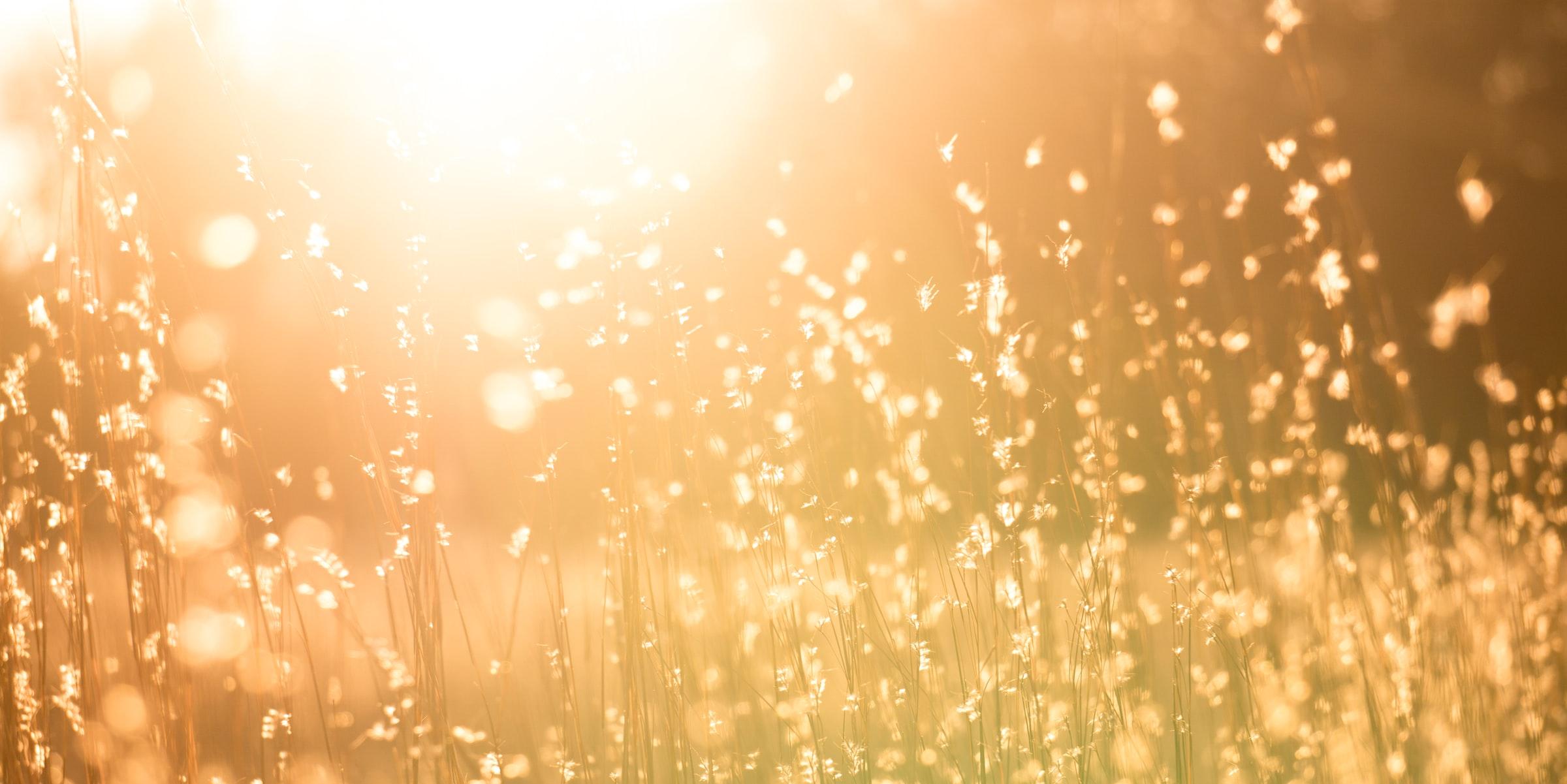 Man sieht eine Sommerwiese mit hohen Gräsern in warmem Gegenlicht