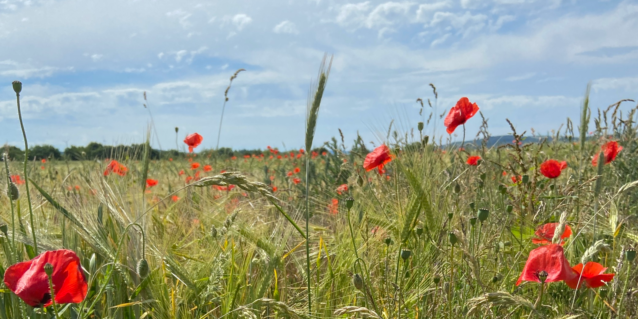 Man sieht einige Klatschmohnblüten in einem Getreidefeld