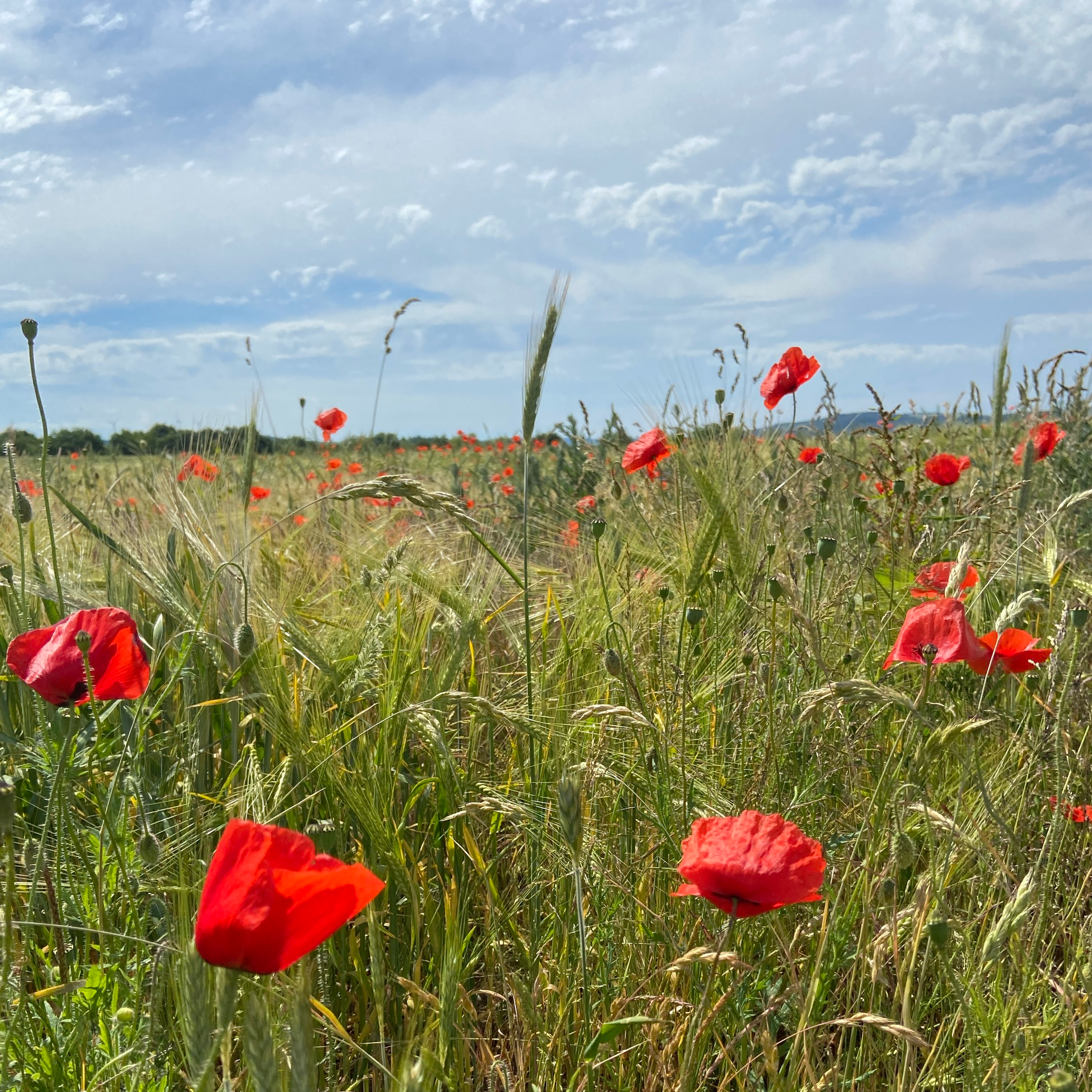 Man sieht einige Klatschmohnblüten in einem Getreidefeld