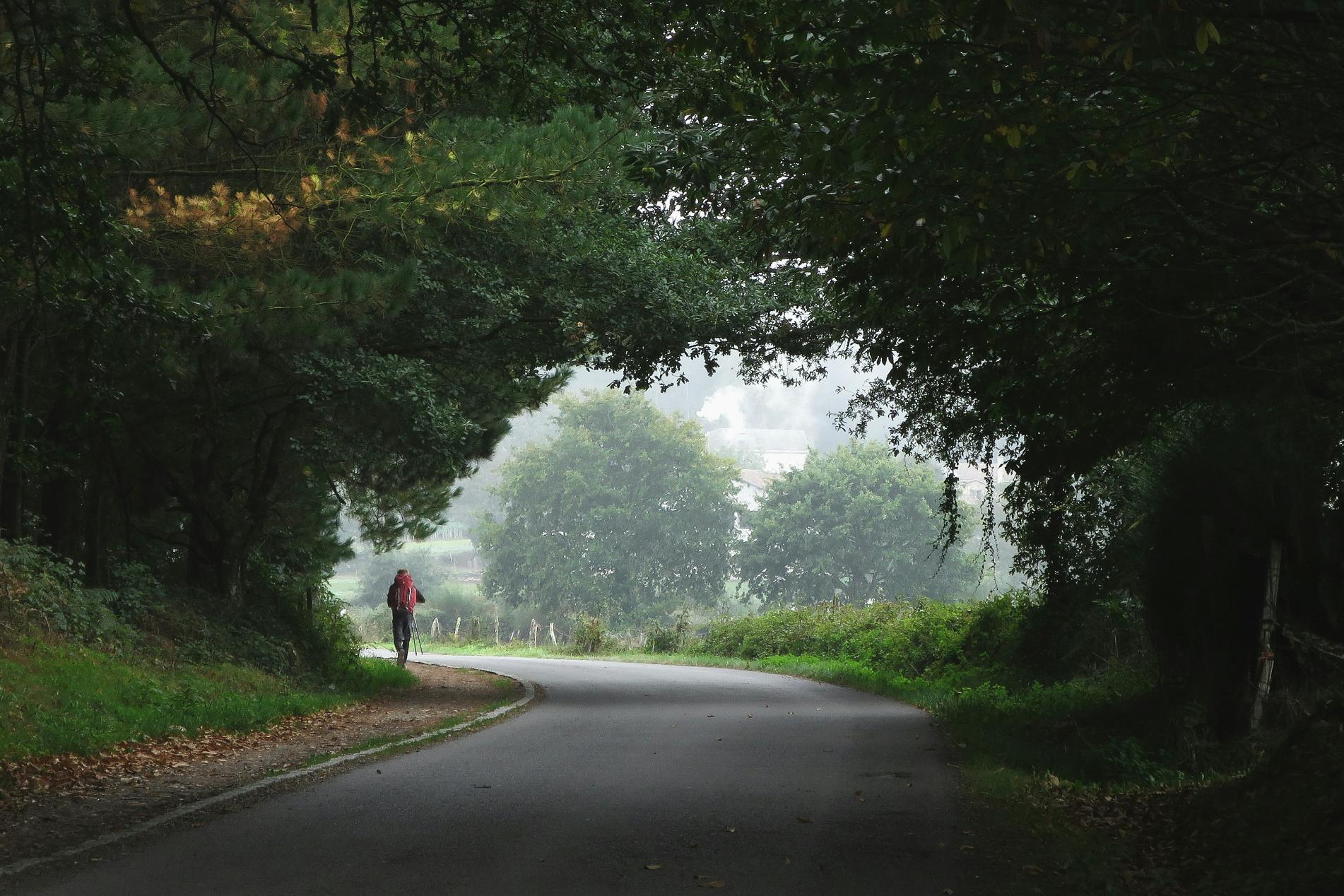 Der Blick ist auf eine von Bäumen gesäumte Straße gerichtet. am linken Gehwegrand wandert ein Mensch