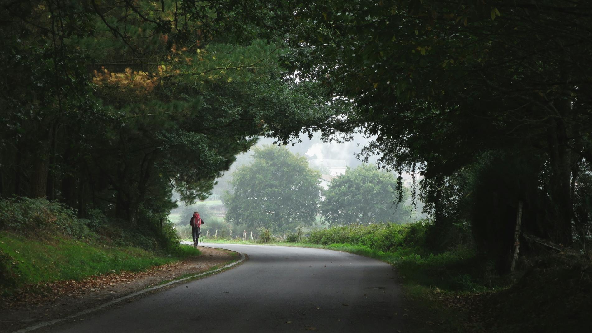 Der Blick ist auf eine von Bäumen gesäumte Straße gerichtet. am linken Gehwegrand wandert ein Mensch