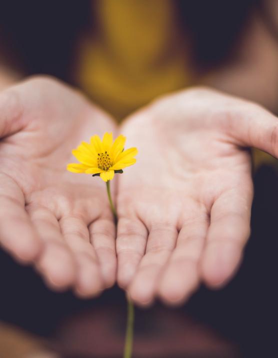 Man sieht zwei geöffnete Hände, die eine zarte Blume umschließen