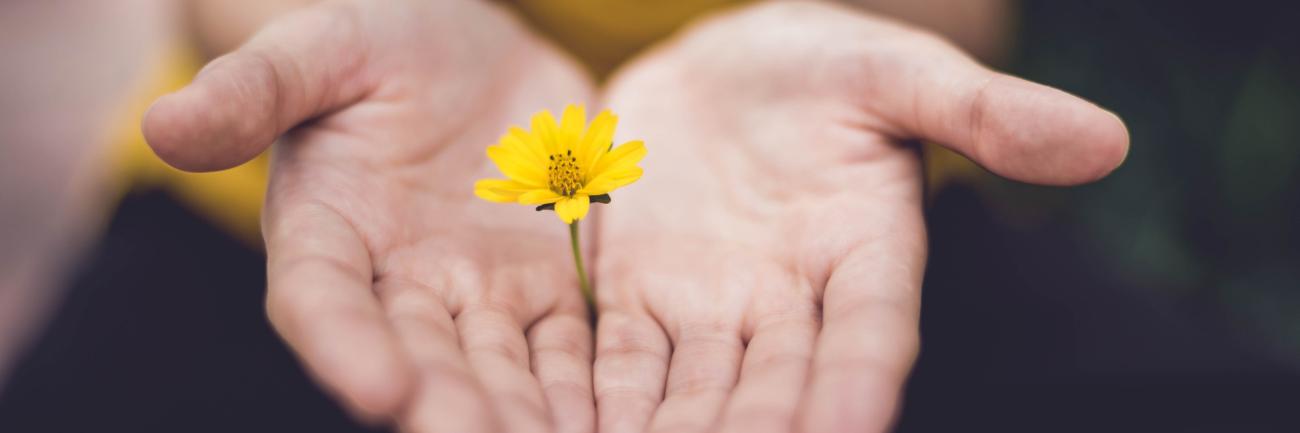 Man sieht zwei geöffnete Hände, die eine zarte Blume umschließen