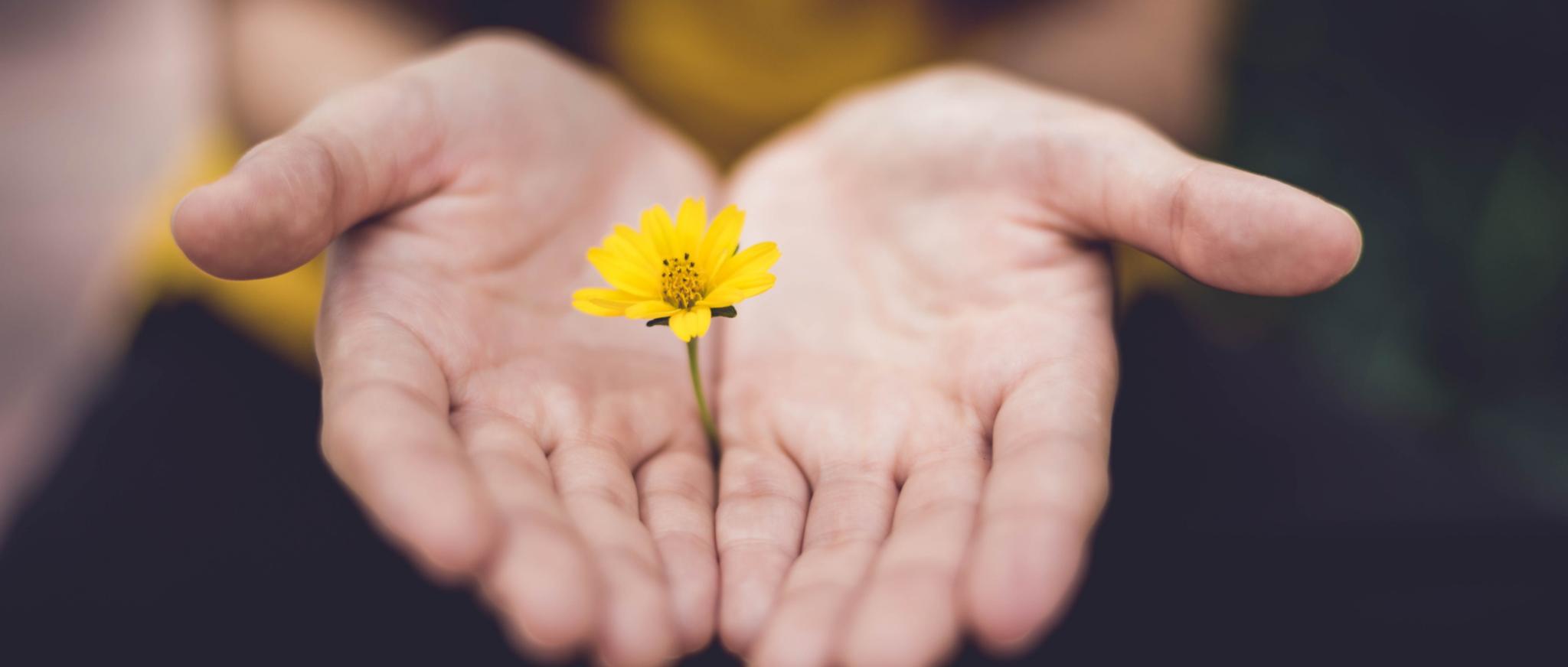 Man sieht zwei geöffnete Hände, die eine zarte Blume umschließen