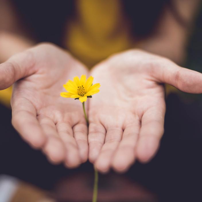 Man sieht zwei geöffnete Hände, die eine zarte Blume umschließen