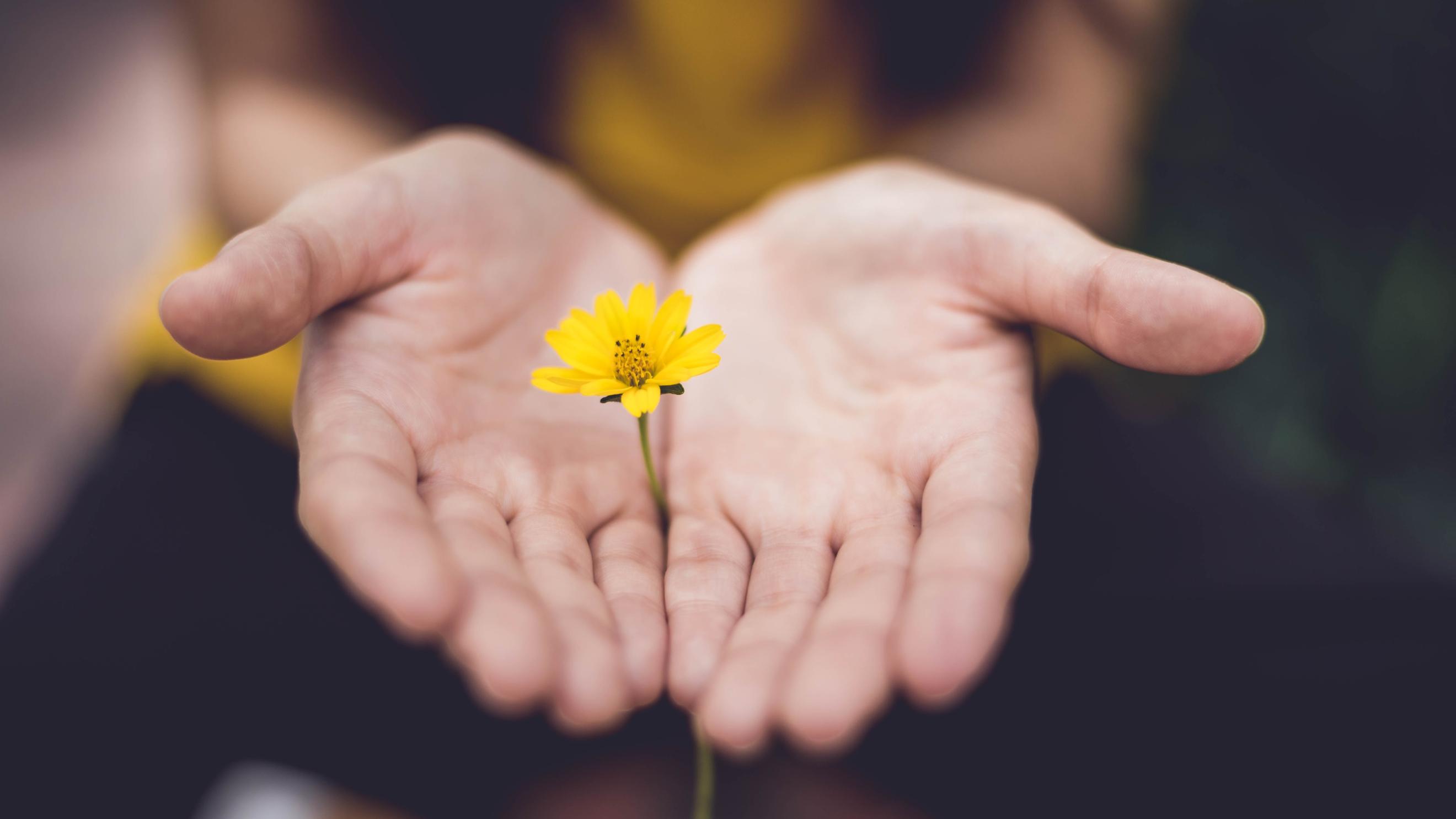 Man sieht zwei geöffnete Hände, die eine zarte Blume umschließen