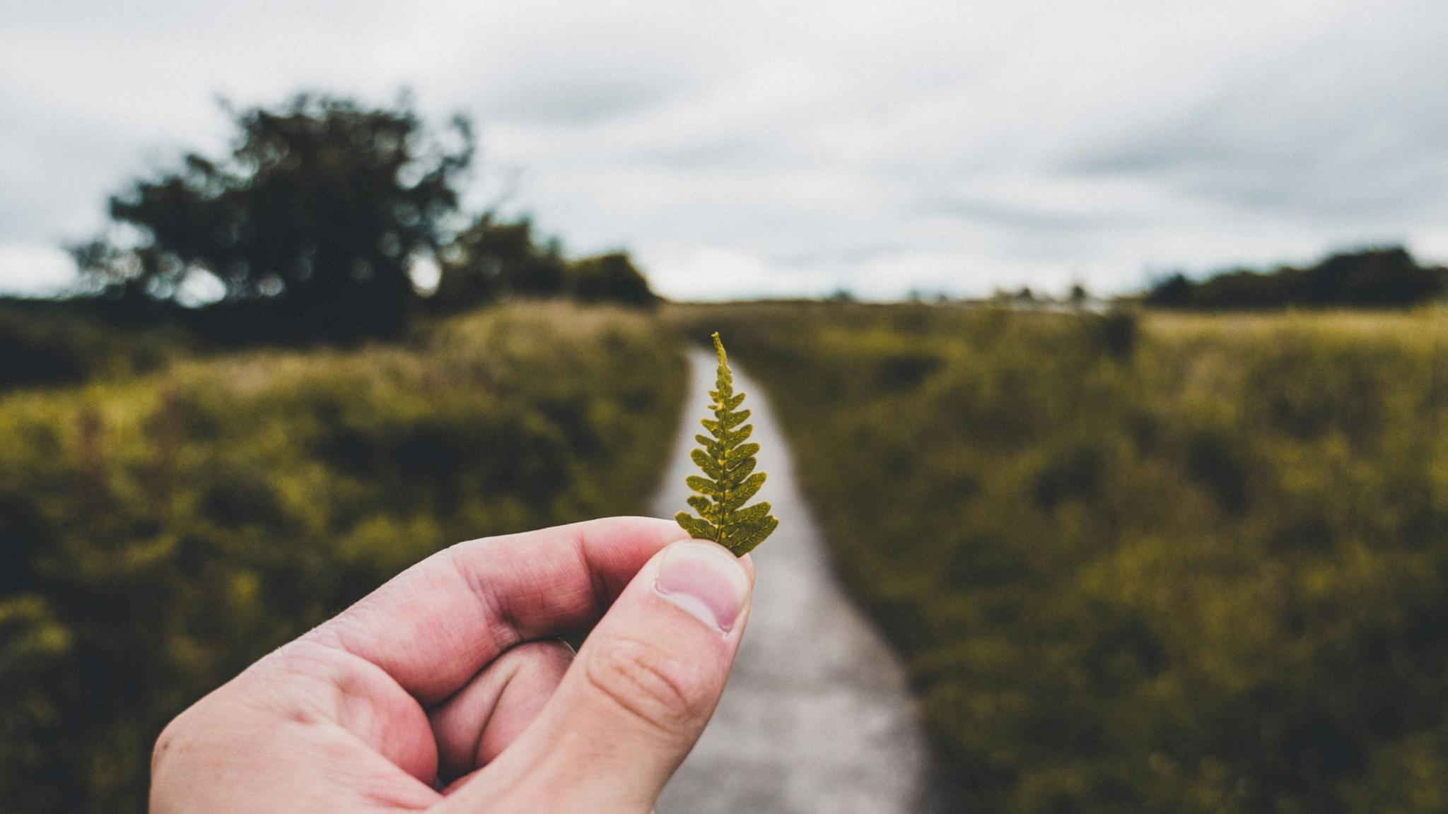 Eine Hand hält ein kleines Blatt eines Farns in der Hand, im Hintergrund ist ein Weg, eine Wiese und Bäume