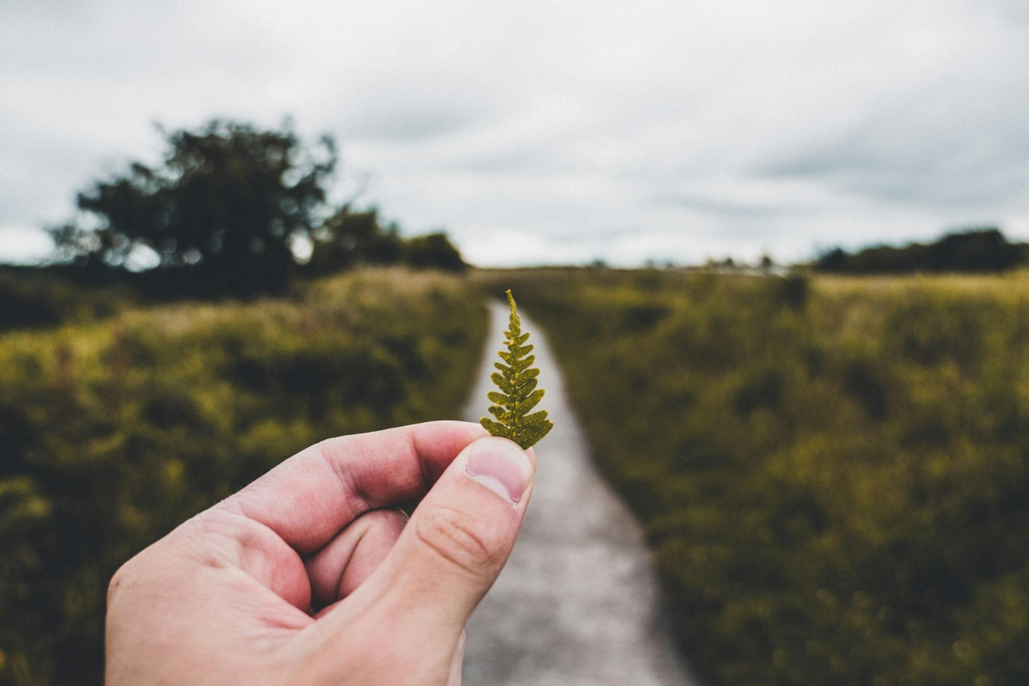 Eine Hand hält ein kleines Blatt eines Farns in der Hand, im Hintergrund ist ein Weg, eine Wiese und Bäume